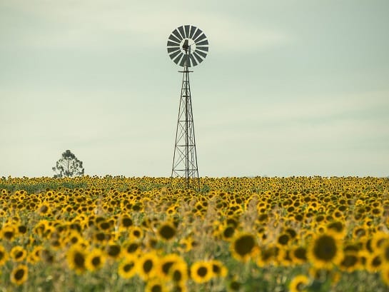 Windkraftanlage in einem Sonnenblumenfeld
